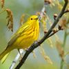 Yellow Warbler Bird On Tree Branch Diamond Painting