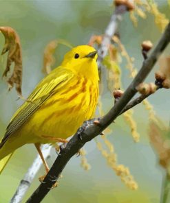 Yellow Warbler Bird On Tree Branch Diamond Painting