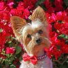 Yorkshire Terrier And Red Flowers Diamond Painting