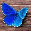 Aesthetic Blue Buttefly Diamond Painting