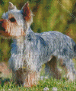 Aesthetic Yorkshire Dog Diamond Painting