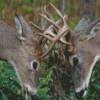 Animals Deer Fighting Diamond Painting