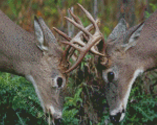 Animals Deer Fighting Diamond Painting