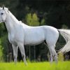 Beautiful White Horse Diamond Painting