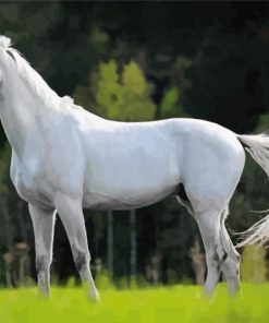 Beautiful White Horse Diamond Painting