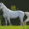 Beautiful White Horse Diamond Painting