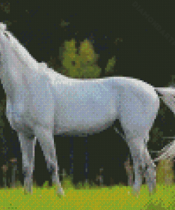 Beautiful White Horse Diamond Painting