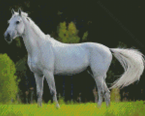 Beautiful White Horse Diamond Painting