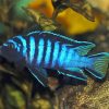 Blue Cichlid Diamond Painting