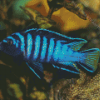 Blue Cichlid Diamond Painting