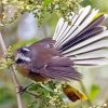 Cool New Zealand Fantail Diamond Painting