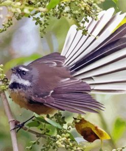 Cool New Zealand Fantail Diamond Painting