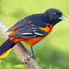 Cute Orchard Oriole Diamond Painting