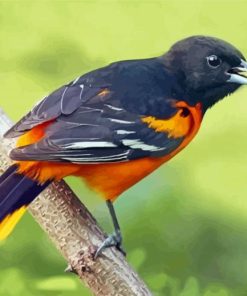 Cute Orchard Oriole Diamond Painting