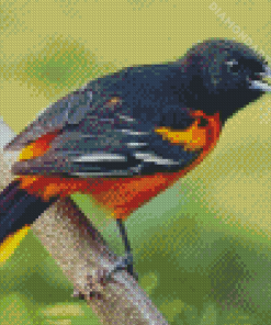 Cute Orchard Oriole Diamond Painting