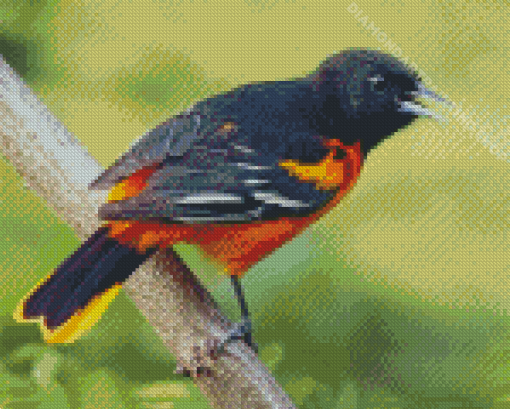 Cute Orchard Oriole Diamond Painting