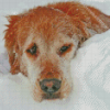 Dog Animal In Snow Diamond Painting