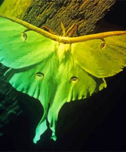 Lunar Moth Insect Diamond Painting