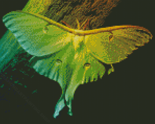 Lunar Moth Insect Diamond Painting