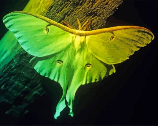 Lunar Moth Insect Diamond Painting