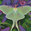 Moon Moth On Purple Flowers Diamond Painting