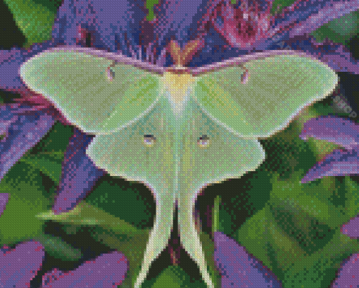 Moon Moth On Purple Flowers Diamond Painting