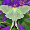 Moon Moth On Purple Flowers Diamond Painting