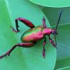 Pink Christmas Beetle Diamond Painting