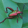 Pink Christmas Beetle Diamond Painting