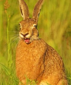 Smiling Rabbit Diamond Painting