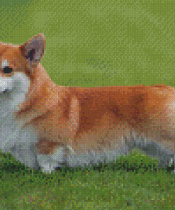 Welsh Corgi Dog Diamond Painting