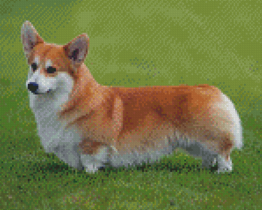 Welsh Corgi Dog Diamond Painting