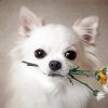 White Chihuahua With Flower Diamond Painting