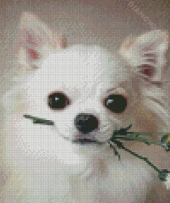 White Chihuahua With Flower Diamond Painting