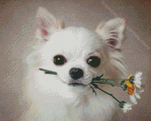 White Chihuahua With Flower Diamond Painting