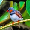 Zebra Finch Diamond Painting