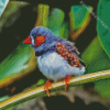 Zebra Finch Diamond Painting