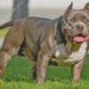 American Bully Diamond Painting