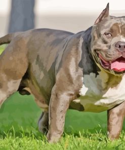 American Bully Diamond Painting