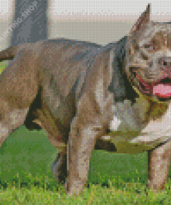 American Bully Diamond Painting