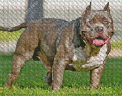 American Bully Diamond Painting