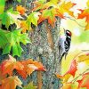 Downy Woodpecker Bird On Tree For Diamond Painting