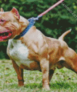 Beige American Bully Diamond Painting