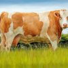 Beige And White Simmental Cattle Diamond Painting