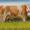 Beige And White Simmental Cattle Diamond Painting