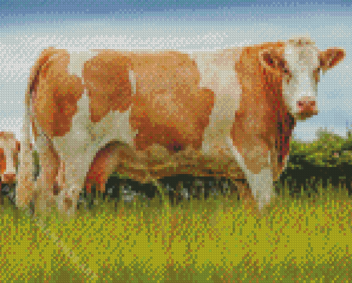 Beige And White Simmental Cattle Diamond Painting