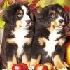 Bernese Mountain Dogs And Pumpkins Diamond Painting