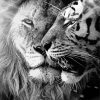 Black And White Lion And Tiger Diamond Painting