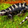 Black And White Salamander Diamond Painting