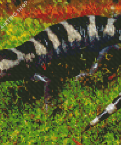 Black And White Salamander Diamond Painting